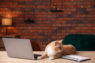 Photo of Cute cat near laptop on desk in home office