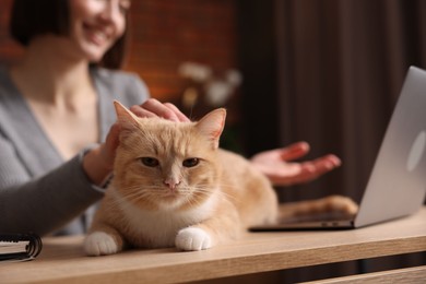 Photo of Woman having videochat by laptop and stroking cat at desk in home office, selective focus