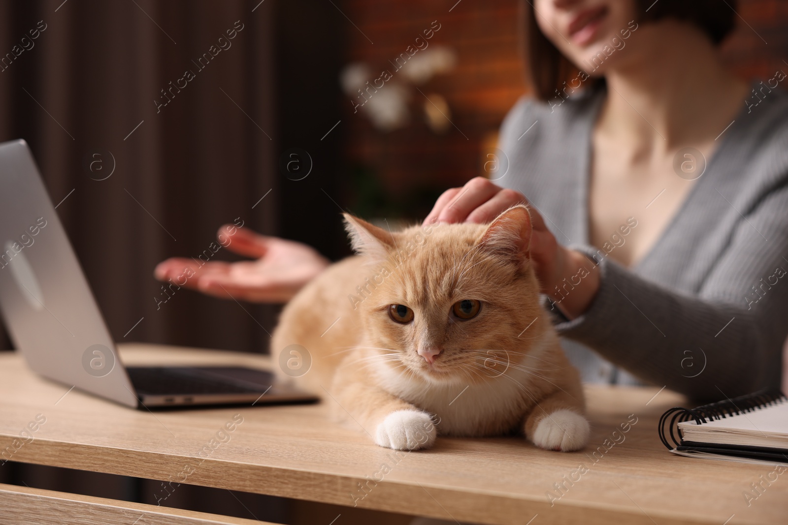 Woman having videochat by laptop and stroking cat at desk in home office, selective focus Photo of Woman having videochat by laptop and stroking cat at desk in home office, selective focus
