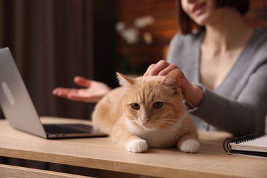 Photo of Woman having videochat by laptop and stroking cat at desk in home office, selective focus
