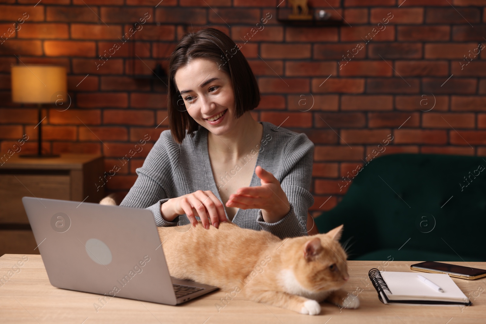 Smiling woman having videochat by laptop and stroking cat at desk in home office Photo of Smiling woman having videochat by laptop and stroking cat at desk in home office