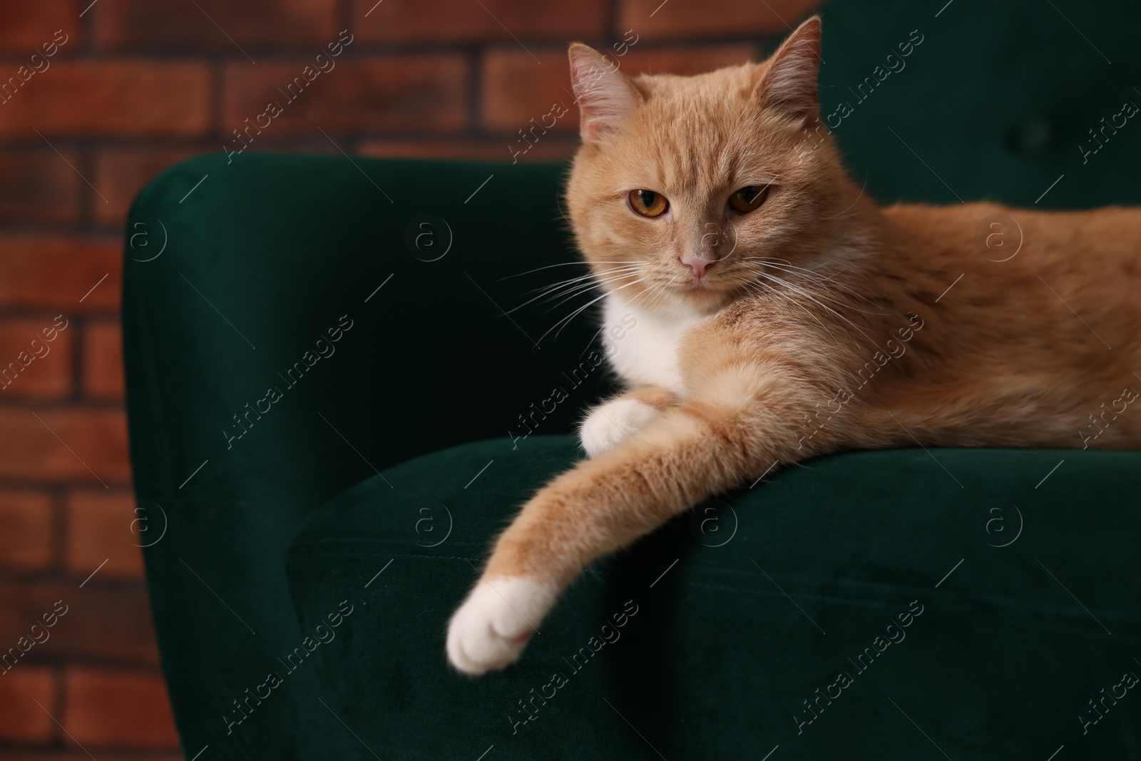 Adorable cat resting on armchair indoors. Cute animal Photo of Adorable cat resting on armchair indoors. Cute animal