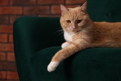 Photo of Adorable cat resting on armchair indoors. Cute animal