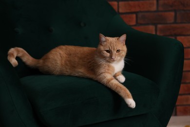 Photo of Adorable cat resting on armchair indoors. Cute animal