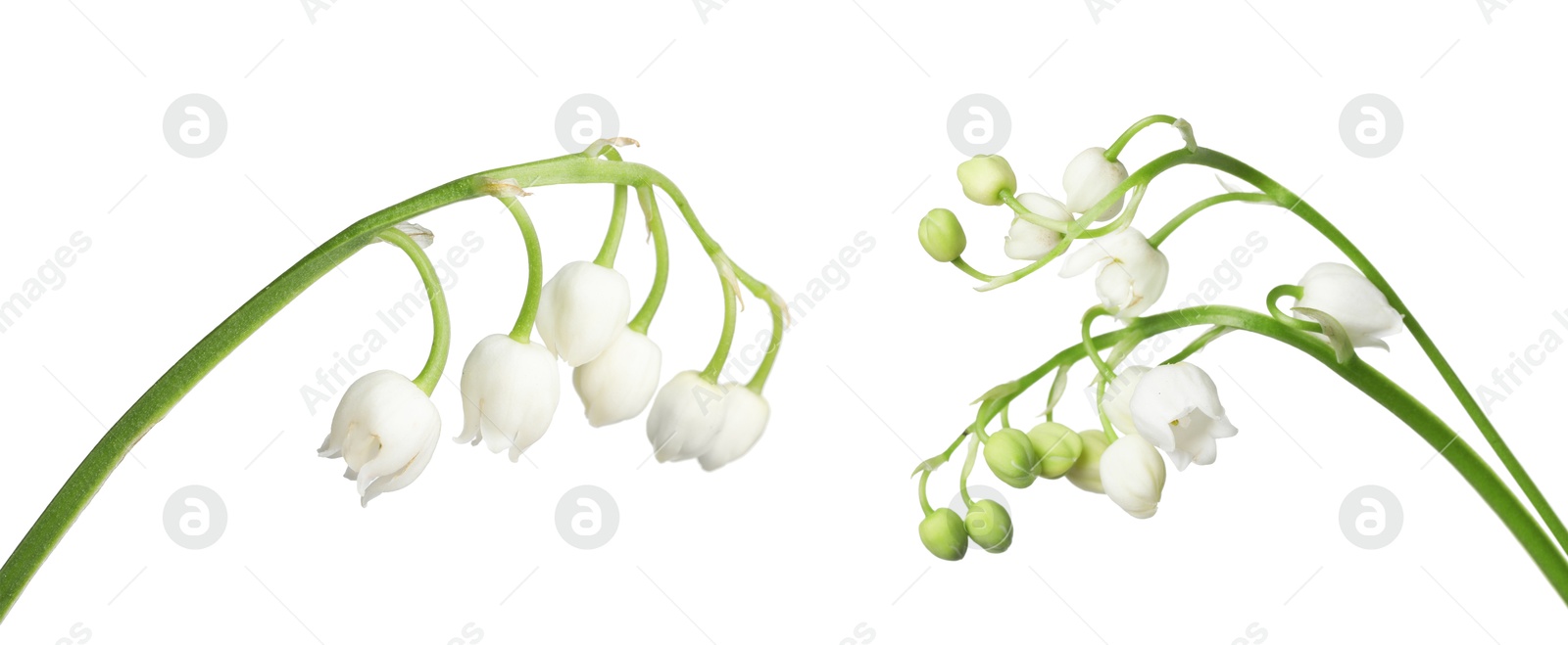 Image of Fragrant lily of the valley flowers isolated on white