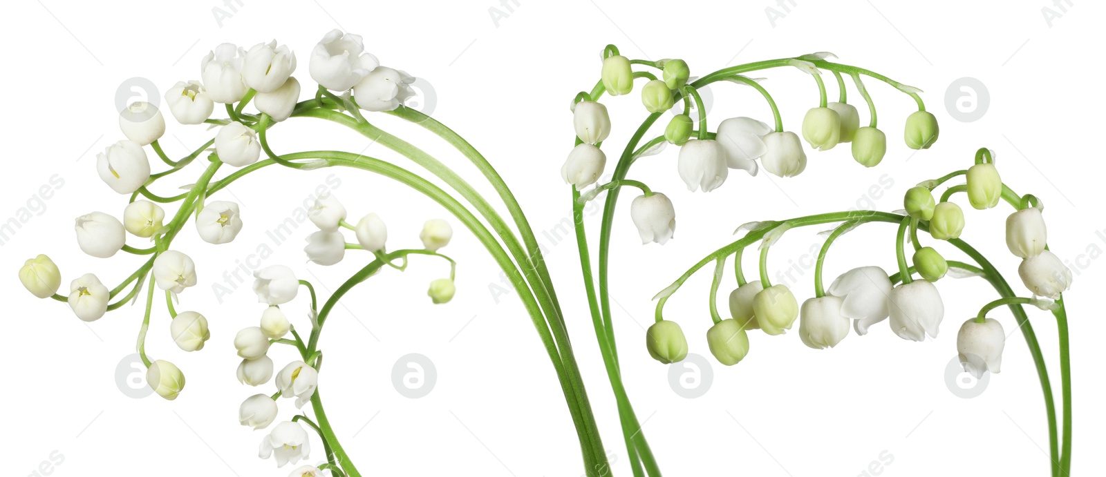 Beautiful lily of the valley flowers isolated on white, set Image of Beautiful lily of the valley flowers isolated on white, set