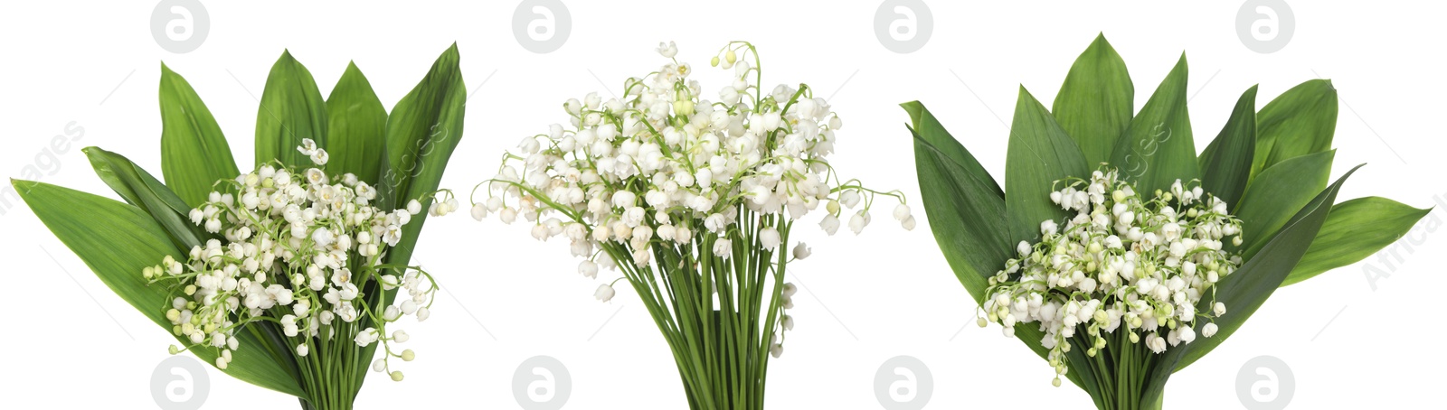 Bouquets of lily of the valley flowers isolated on white, set Image of Bouquets of lily of the valley flowers isolated on white, set