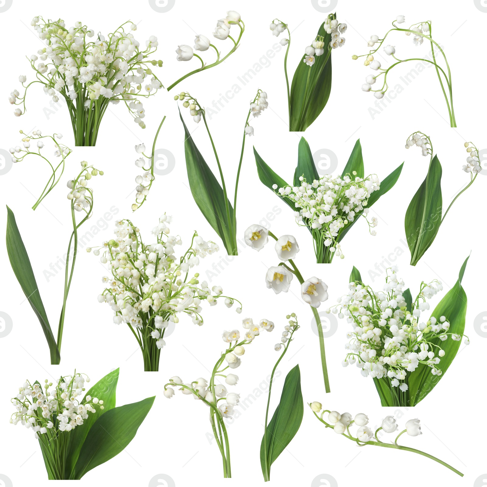 Beautiful lily of the valley flowers isolated on white, collage Image of Beautiful lily of the valley flowers isolated on white, collage