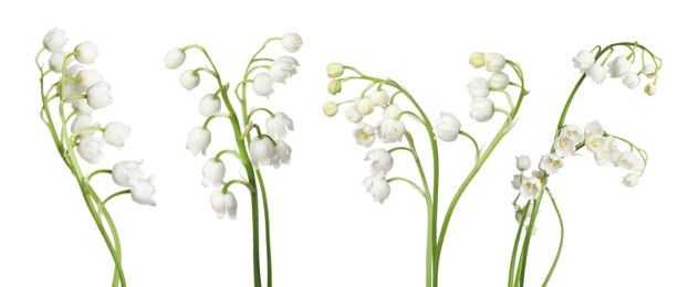 Image of Beautiful lily of the valley flowers isolated on white, set