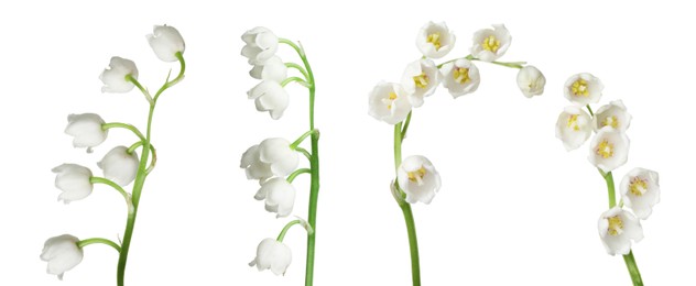 Image of Beautiful lily of the valley flowers isolated on white, set