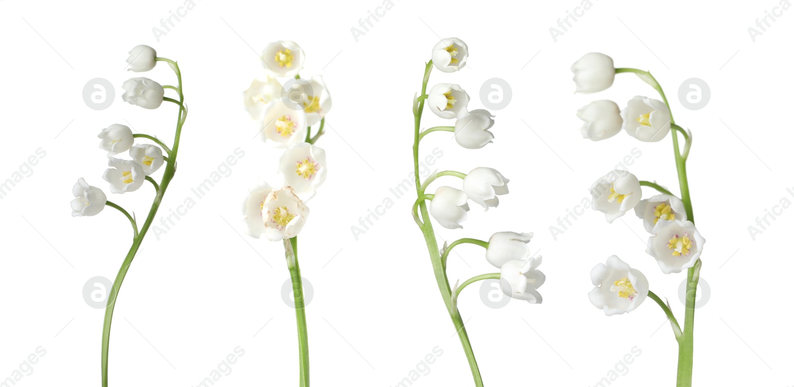 Beautiful lily of the valley flowers isolated on white, set Image of Beautiful lily of the valley flowers isolated on white, set