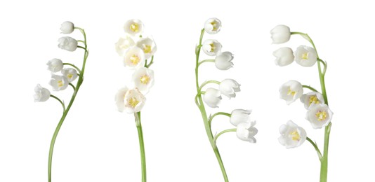 Image of Beautiful lily of the valley flowers isolated on white, set