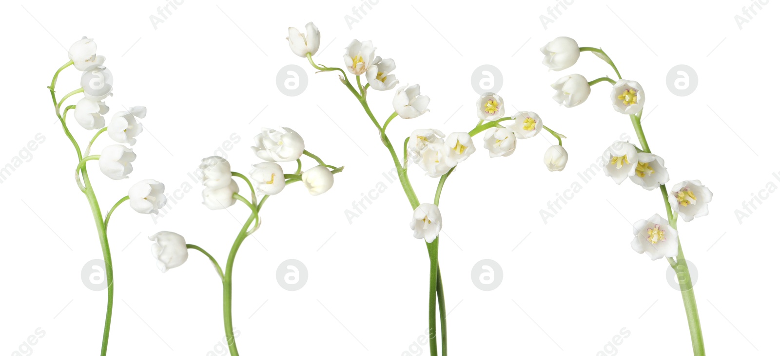 Beautiful lily of the valley flowers isolated on white, set Image of Beautiful lily of the valley flowers isolated on white, set