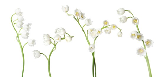 Image of Beautiful lily of the valley flowers isolated on white, set