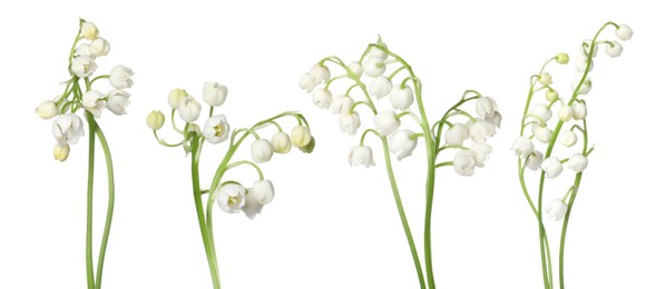 Image of Beautiful lily of the valley flowers isolated on white, set