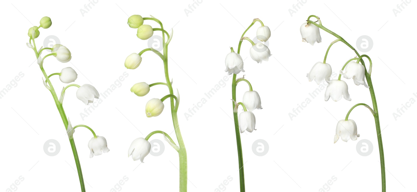 Beautiful lily of the valley flowers isolated on white, set Image of Beautiful lily of the valley flowers isolated on white, set