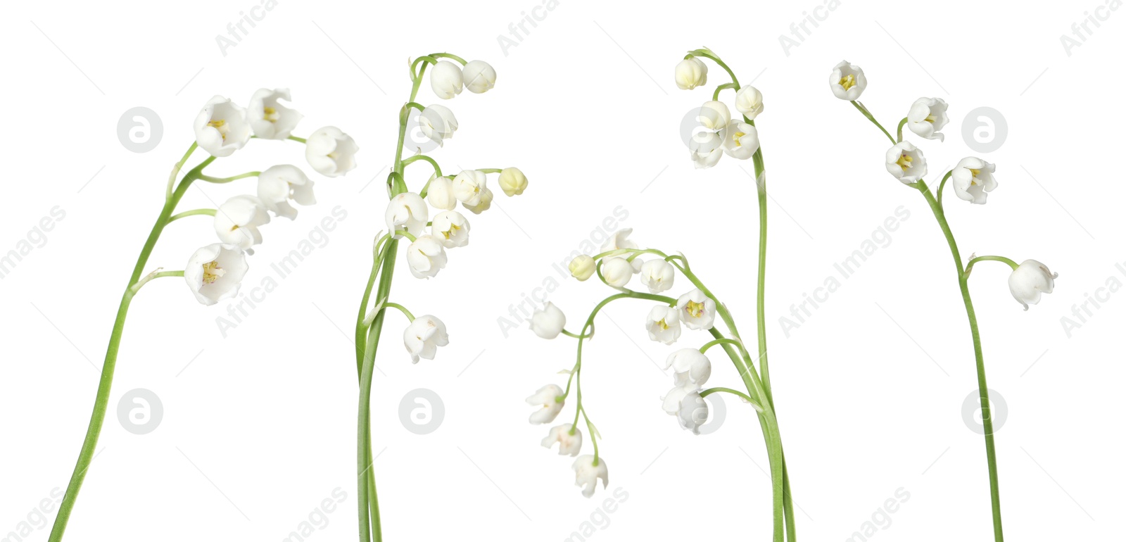 Beautiful lily of the valley flowers isolated on white, set Image of Beautiful lily of the valley flowers isolated on white, set