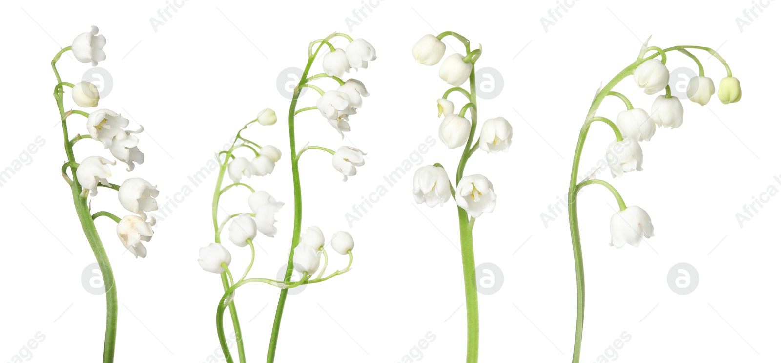 Beautiful lily of the valley flowers isolated on white, set Image of Beautiful lily of the valley flowers isolated on white, set