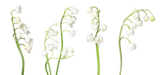 Image of Beautiful lily of the valley flowers isolated on white, set