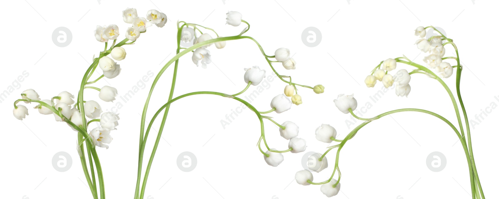 Beautiful lily of the valley flowers isolated on white, set Image of Beautiful lily of the valley flowers isolated on white, set