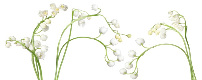 Image of Beautiful lily of the valley flowers isolated on white, set