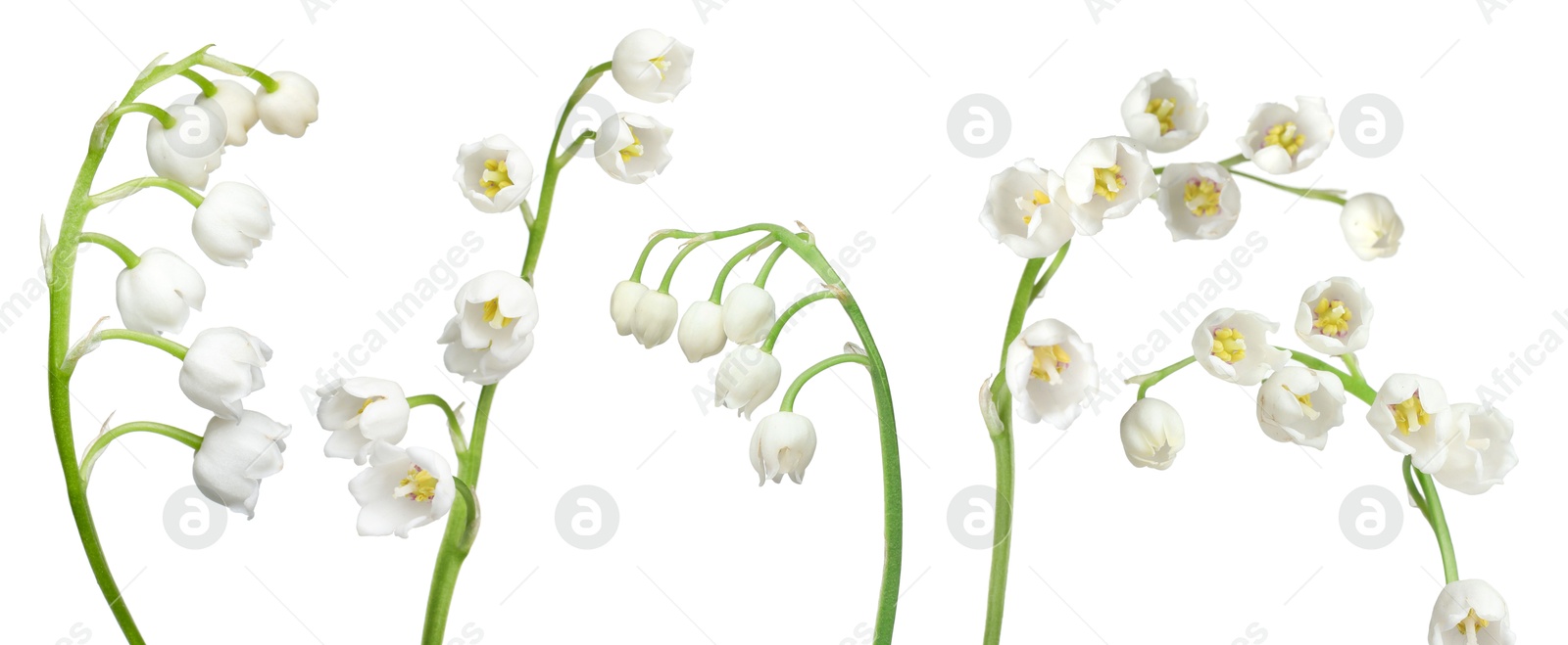 Beautiful lily of the valley flowers isolated on white, set Image of Beautiful lily of the valley flowers isolated on white, set