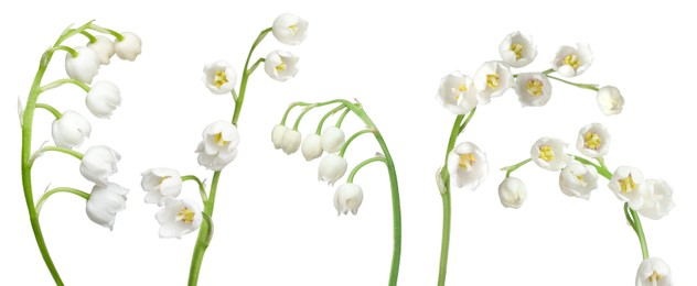 Image of Beautiful lily of the valley flowers isolated on white, set