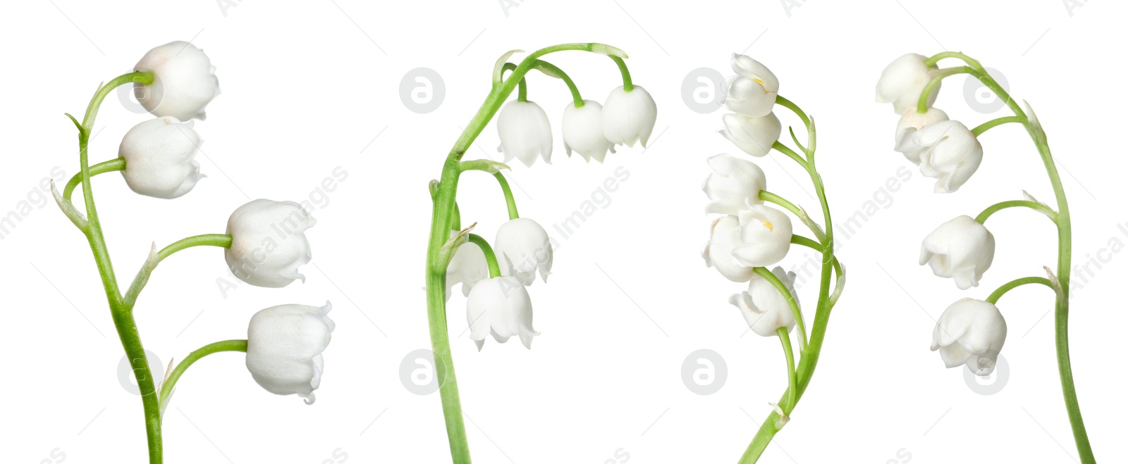 Beautiful lily of the valley flowers isolated on white, set Image of Beautiful lily of the valley flowers isolated on white, set