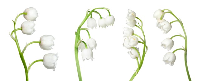Image of Beautiful lily of the valley flowers isolated on white, set