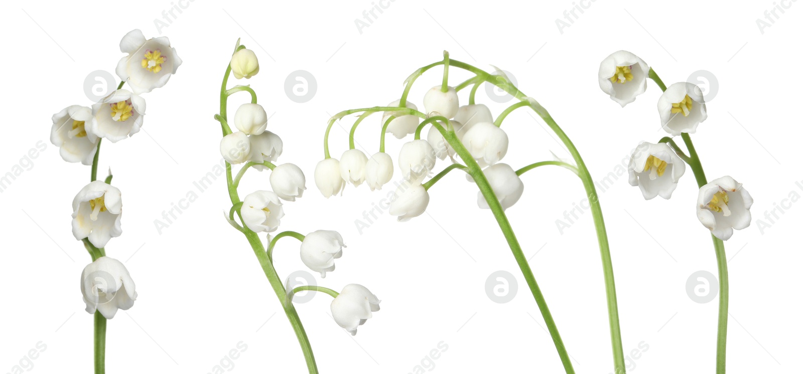Beautiful lily of the valley flowers isolated on white, set Image of Beautiful lily of the valley flowers isolated on white, set