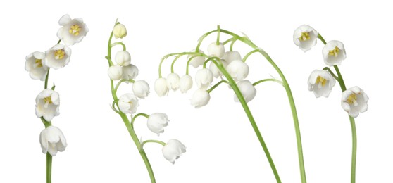Image of Beautiful lily of the valley flowers isolated on white, set