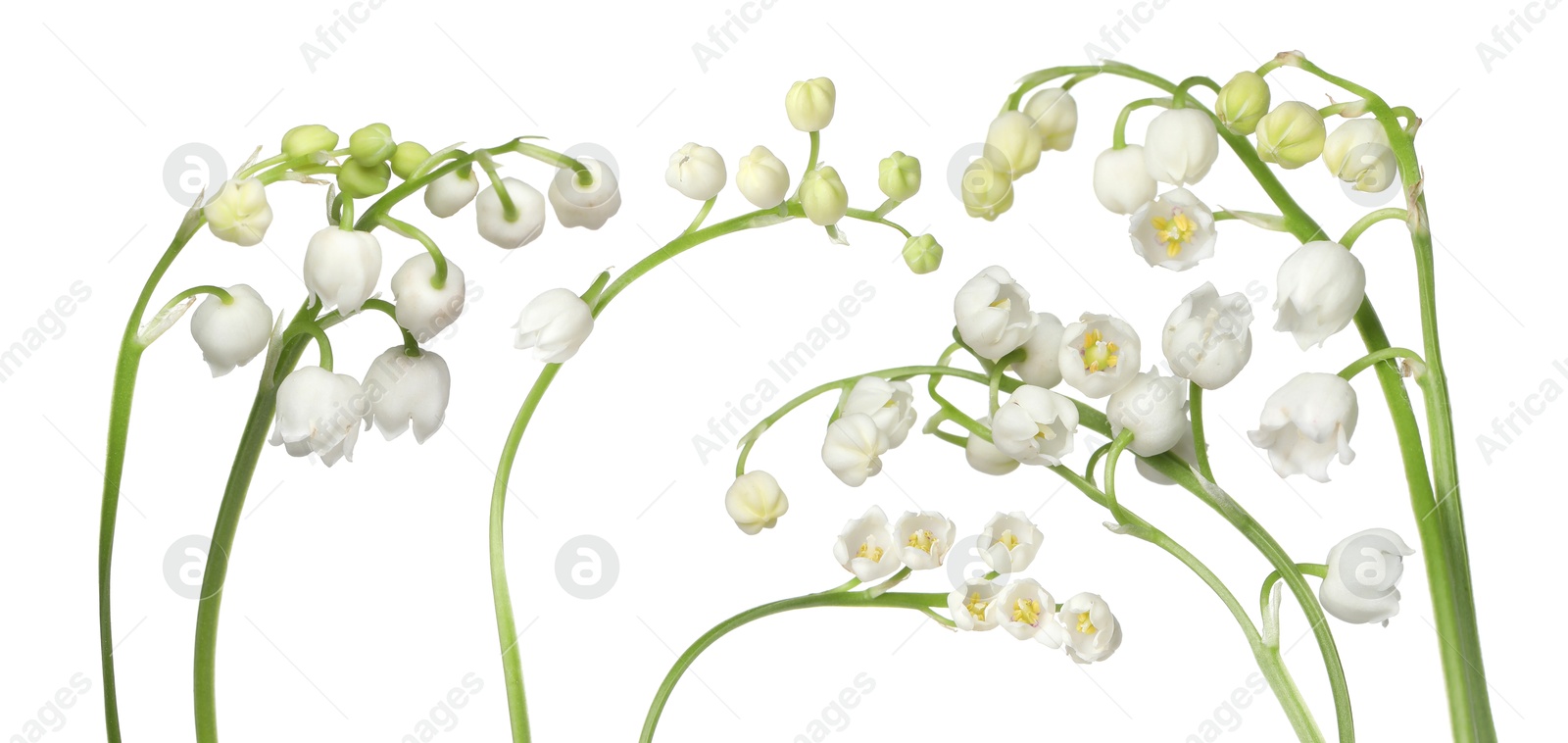 Beautiful lily of the valley flowers isolated on white, set Image of Beautiful lily of the valley flowers isolated on white, set