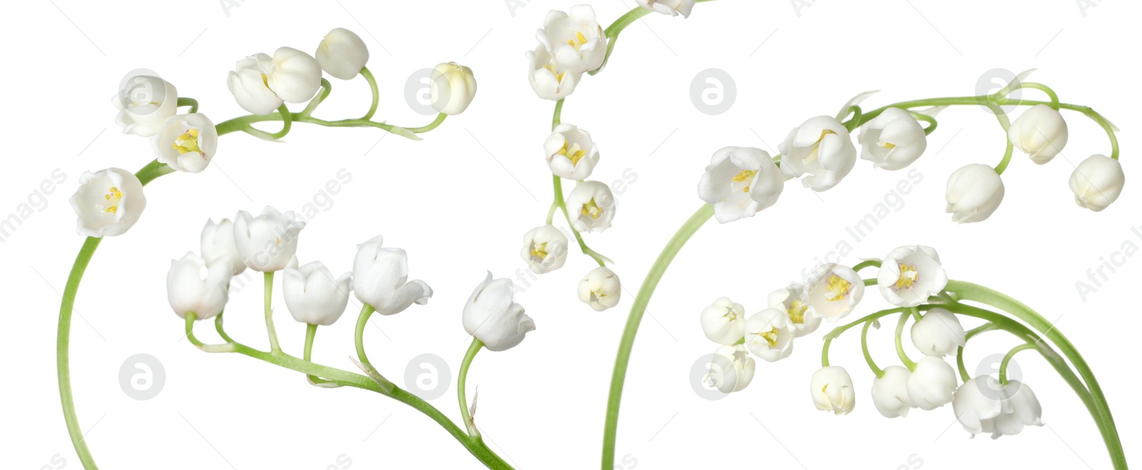 Beautiful lily of the valley flowers isolated on white, set Image of Beautiful lily of the valley flowers isolated on white, set