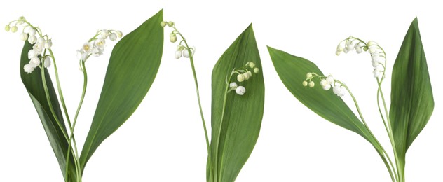 Image of Beautiful lily of the valley flowers isolated on white, set