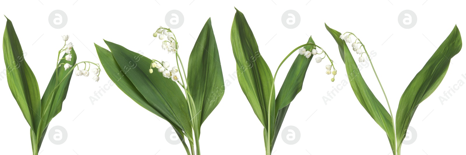 Beautiful lily of the valley flowers isolated on white, set Image of Beautiful lily of the valley flowers isolated on white, set
