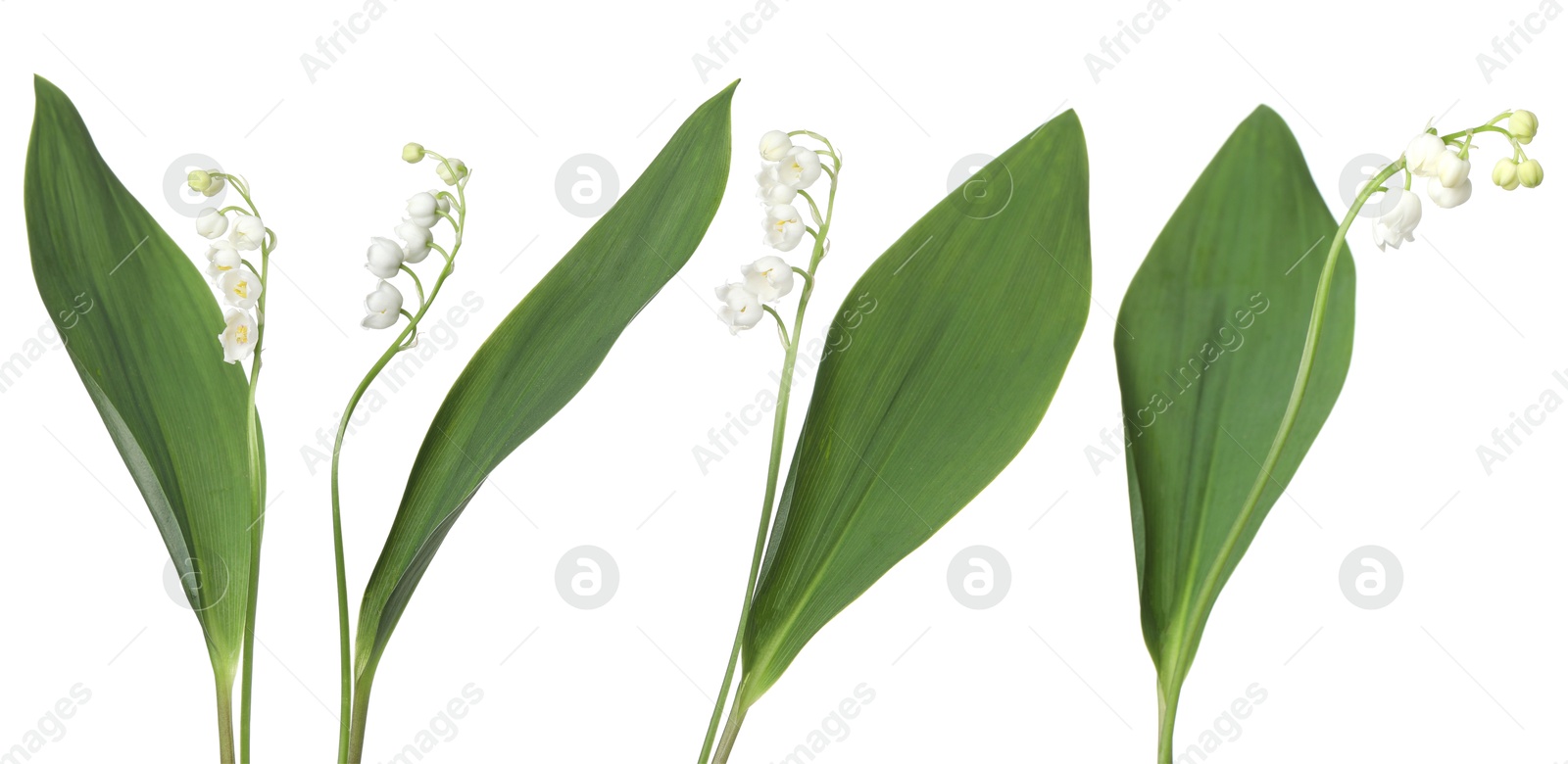 Beautiful lily of the valley flowers isolated on white, set Image of Beautiful lily of the valley flowers isolated on white, set