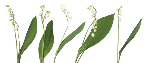 Image of Beautiful lily of the valley flowers isolated on white, set