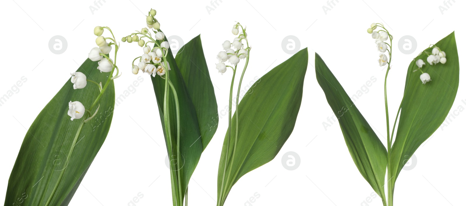 Beautiful lily of the valley flowers isolated on white, set Image of Beautiful lily of the valley flowers isolated on white, set