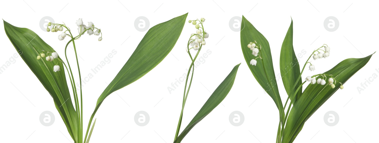Image of Beautiful lily of the valley flowers isolated on white, set