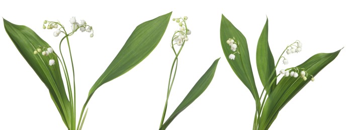 Image of Beautiful lily of the valley flowers isolated on white, set
