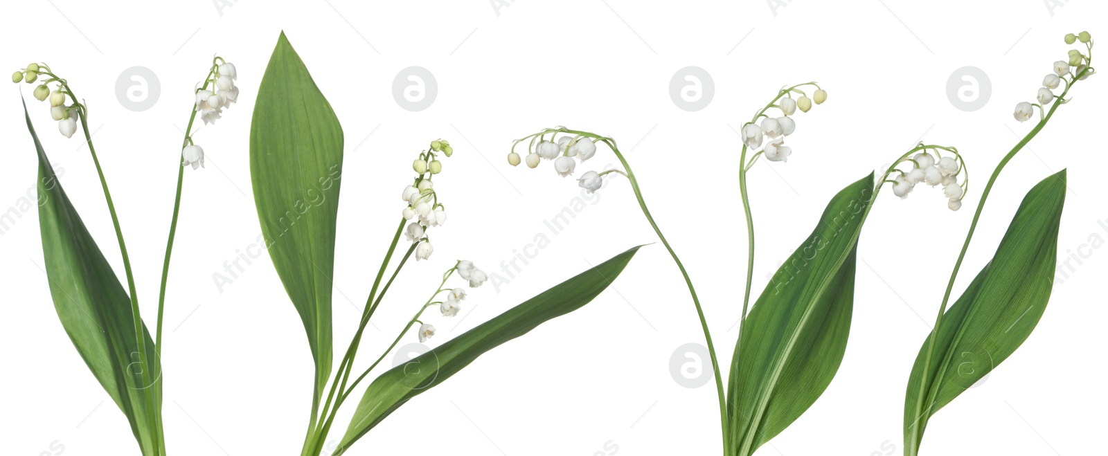 Beautiful lily of the valley flowers isolated on white, set Image of Beautiful lily of the valley flowers isolated on white, set