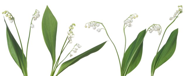 Image of Beautiful lily of the valley flowers isolated on white, set