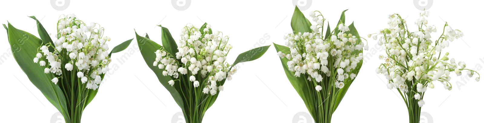 Bouquets of lily of the valley flowers isolated on white, set Image of Bouquets of lily of the valley flowers isolated on white, set