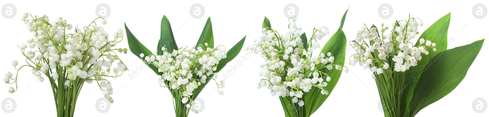 Bouquets of lily of the valley flowers isolated on white, set Image of Bouquets of lily of the valley flowers isolated on white, set