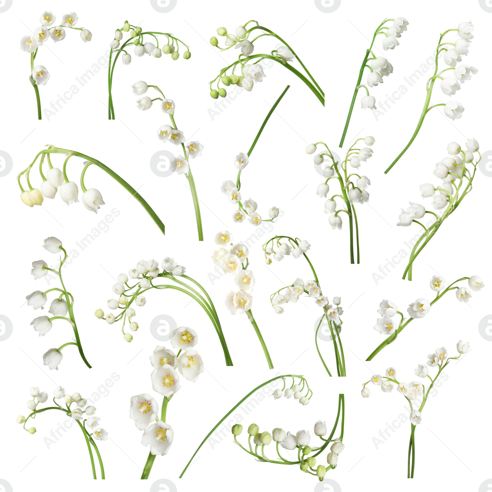 Beautiful lily of the valley flowers isolated on white, set Image of Beautiful lily of the valley flowers isolated on white, set