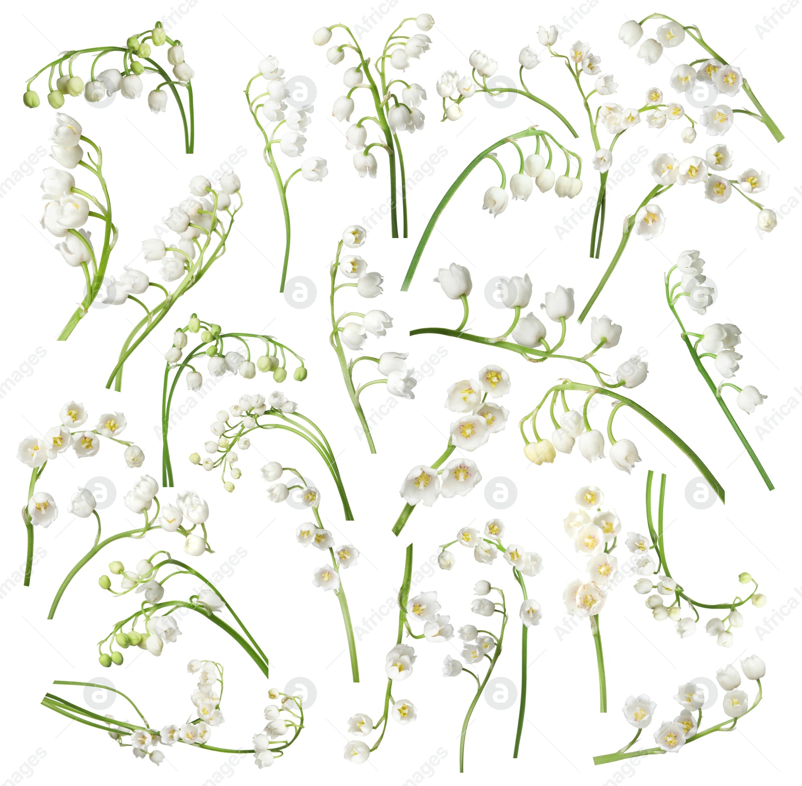 Beautiful lily of the valley flowers isolated on white, set Image of Beautiful lily of the valley flowers isolated on white, set