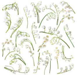 Image of Beautiful lily of the valley flowers isolated on white, set