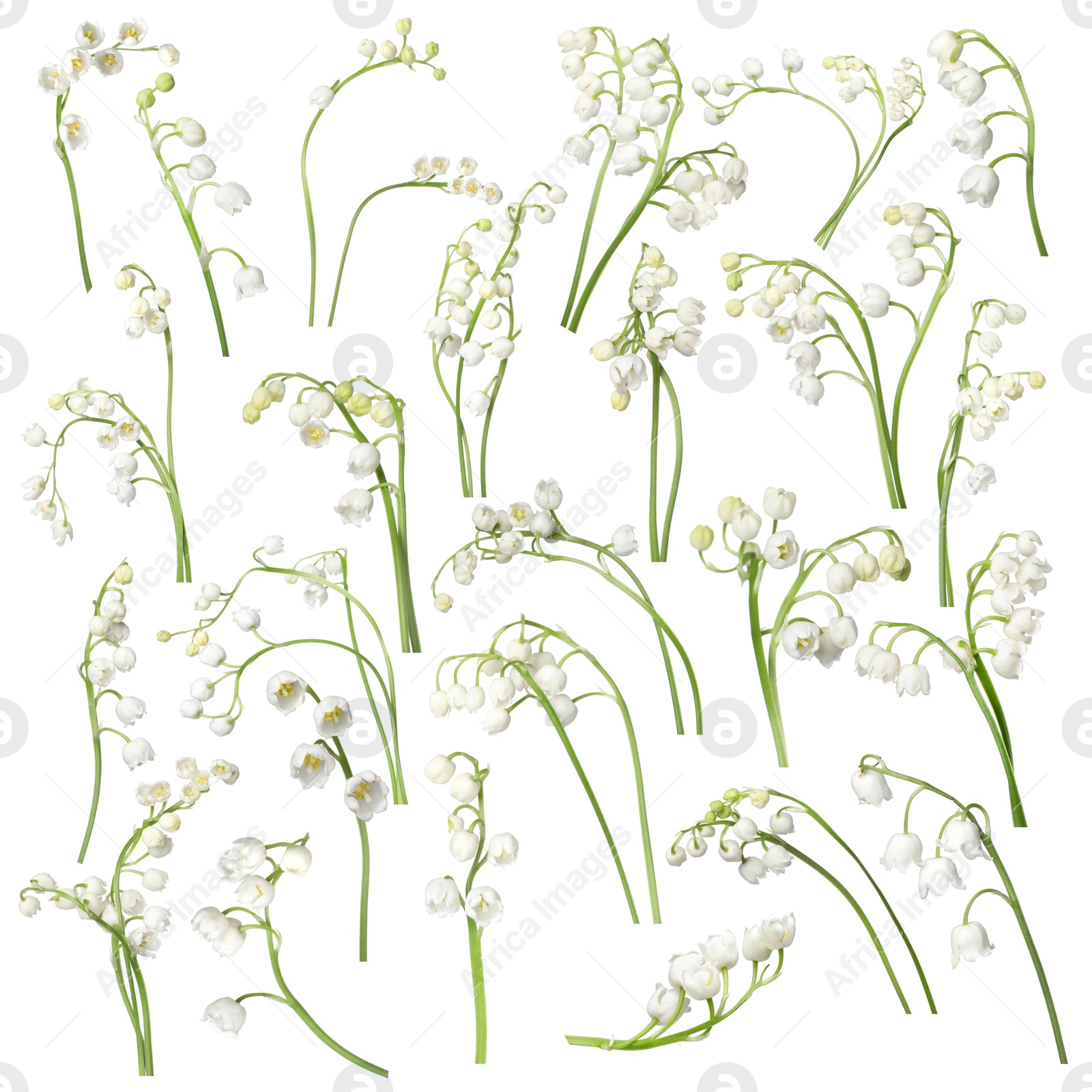 Beautiful lily of the valley flowers isolated on white, set Image of Beautiful lily of the valley flowers isolated on white, set