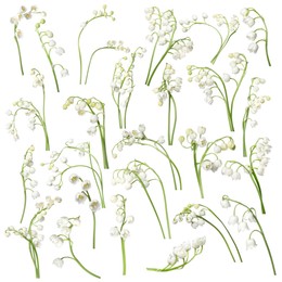 Image of Beautiful lily of the valley flowers isolated on white, set