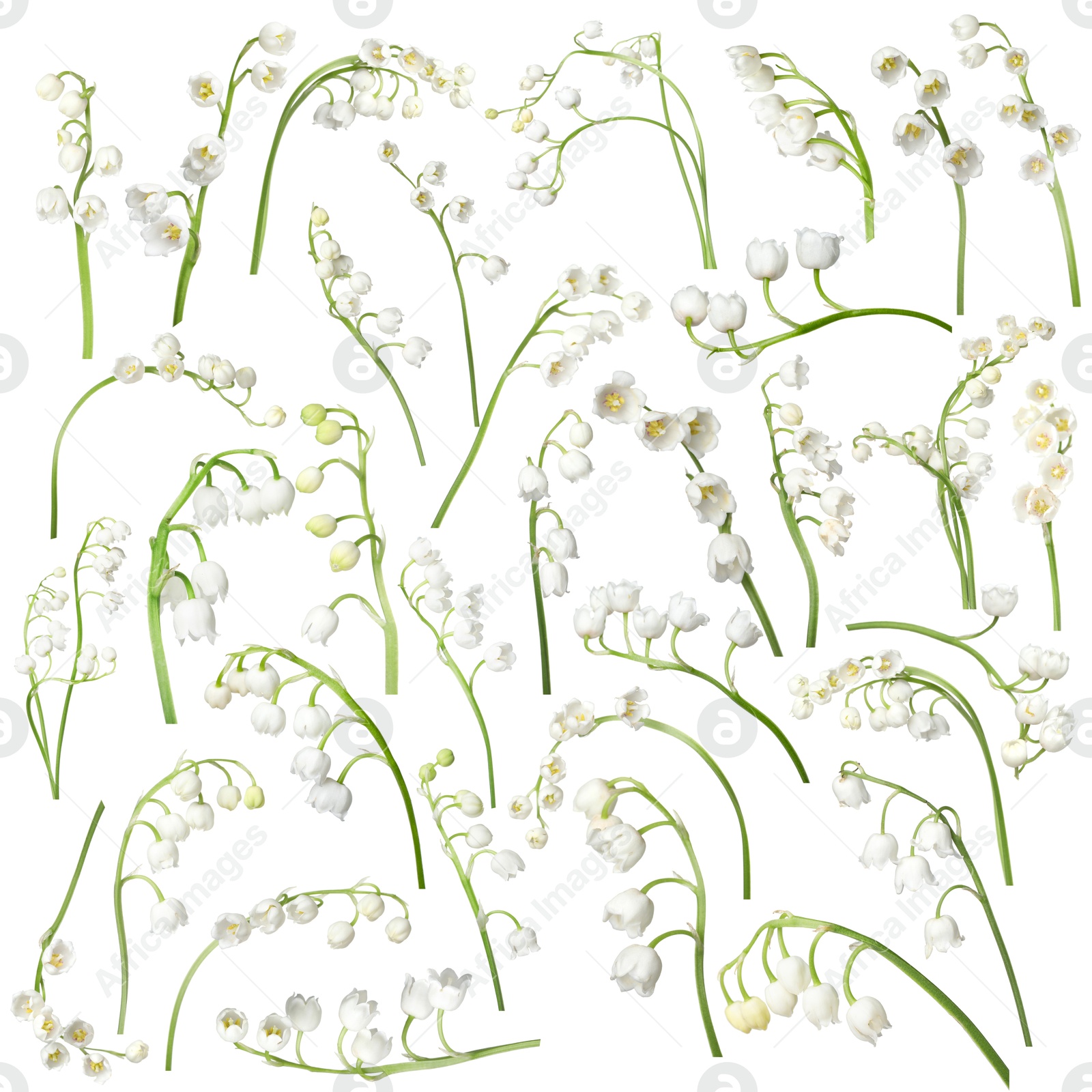 Beautiful lily of the valley flowers isolated on white, set Image of Beautiful lily of the valley flowers isolated on white, set